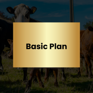 Basic Plan